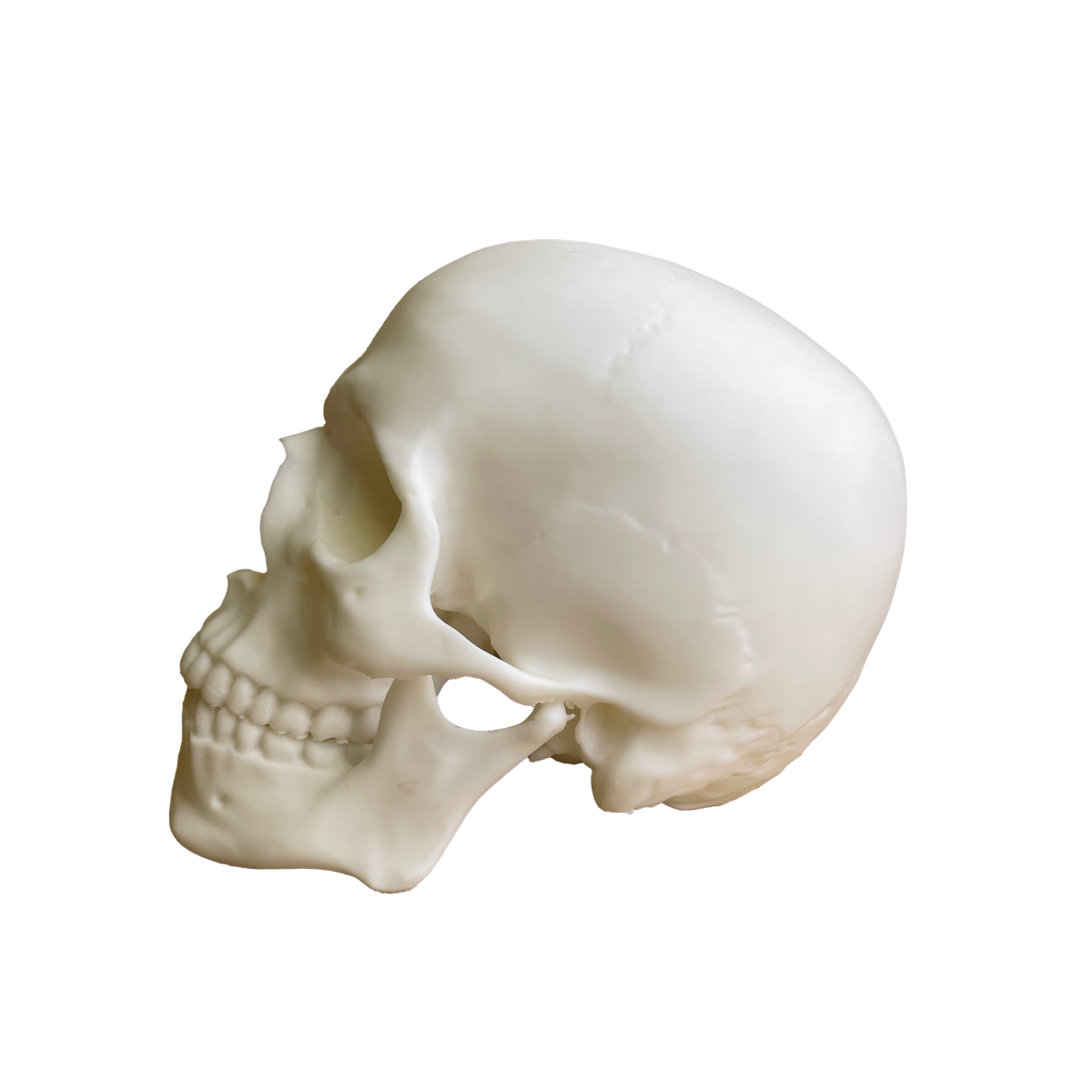 Human Skull - Decorative 3D Figurine