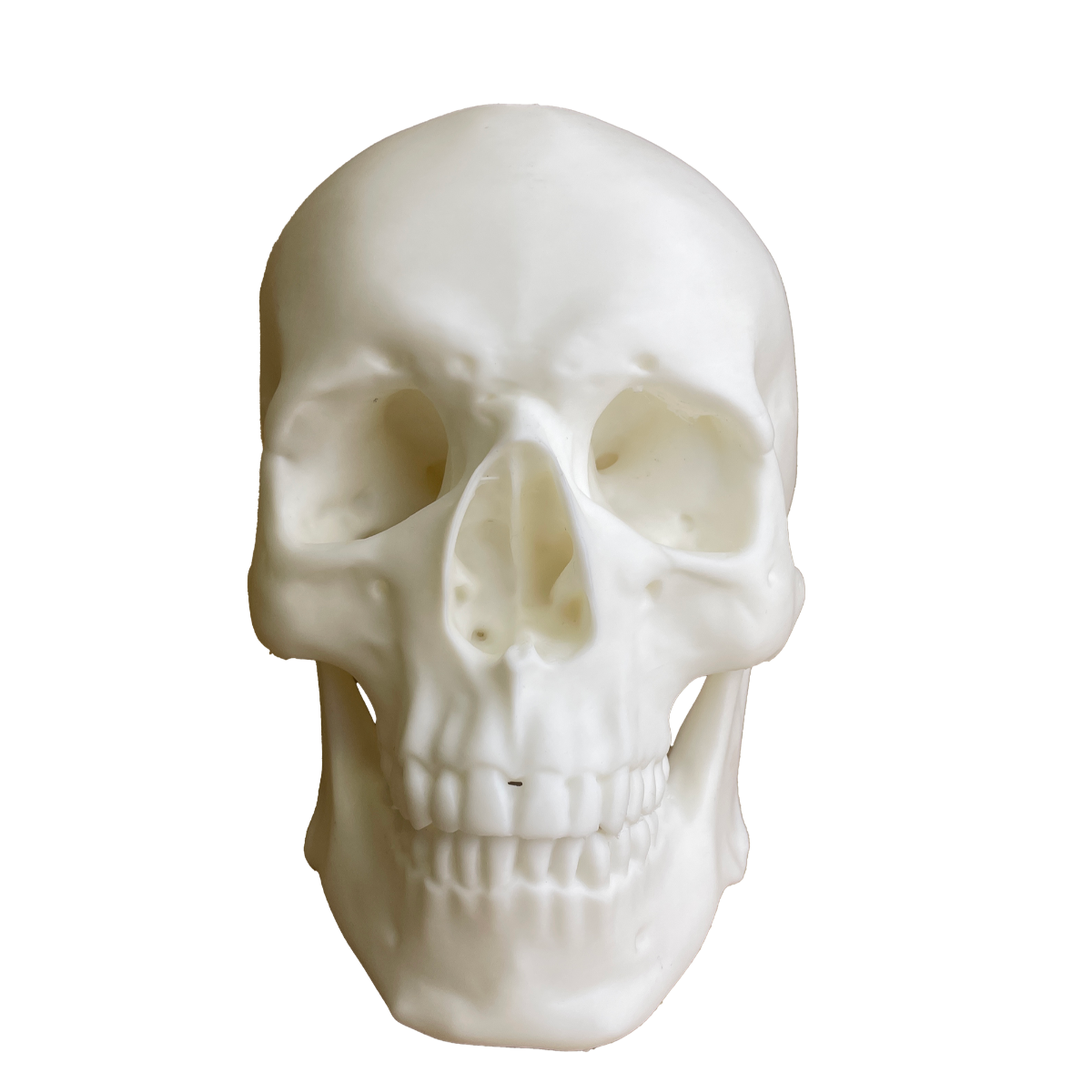 Human Skull - Decorative 3D Figurine